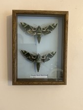 Stunning Pair of Oleander hawk moths in solid oak frame