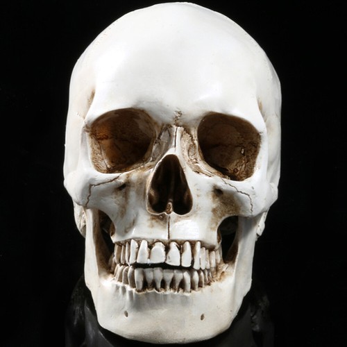 Human skull model resin - skull,