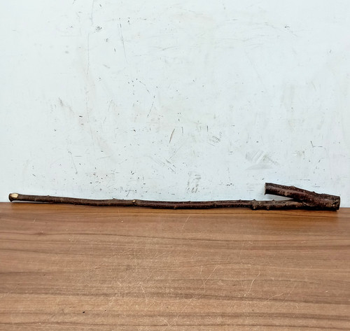 Blackthorn walking stick shank - blackthorn,