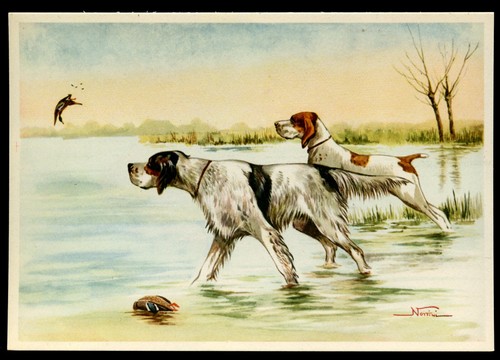 English setter bracco - setter, &