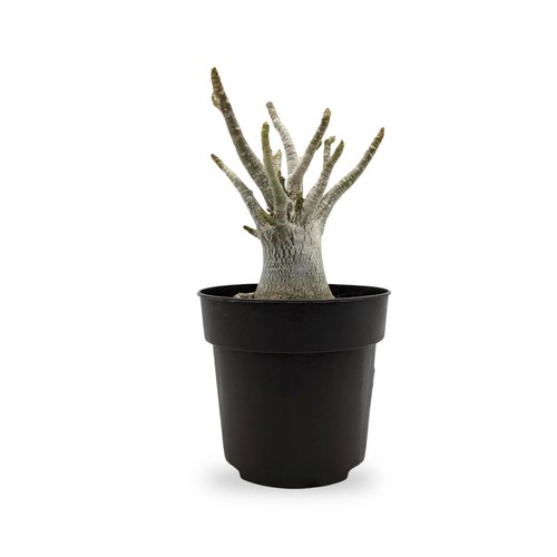 Adenium ansu baobab - ansu,