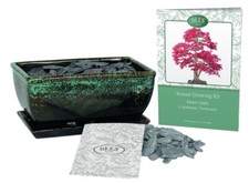Grow Your Own Bonsai Set -