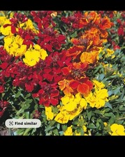Wallflowers Red and Yellow