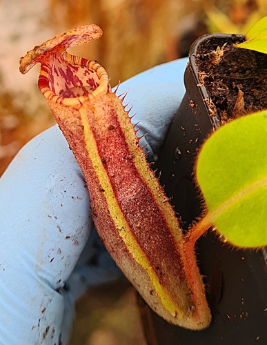 Nepenthes clipeata lowii x - nepenthes,