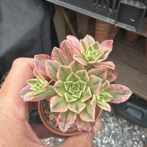 Aeonium sweet tea variegated - aeonium,