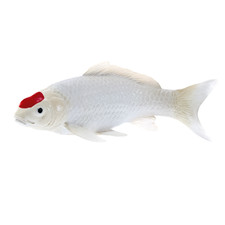 Koi Carp Tancho Toy 