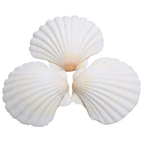 25pcs scallop shells - 25pcs,