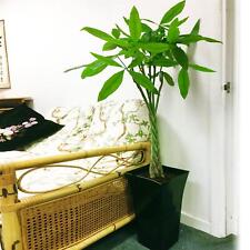 1 Pachira Aquatica Money Tree Evergreen Indoor Garden House Plant @ Pot Bonsai