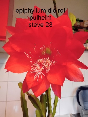 Epiphyllum hybrid die rot - hybrid,