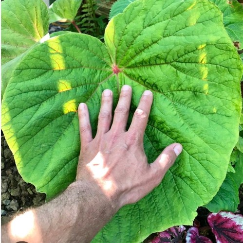 Begonia torsa hardy giant - begonia,