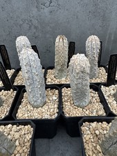 Cactus/Succulent Euphorbia abdelkuri *RARE*