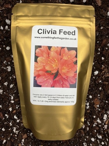 Clivia plant feed get - plant,
