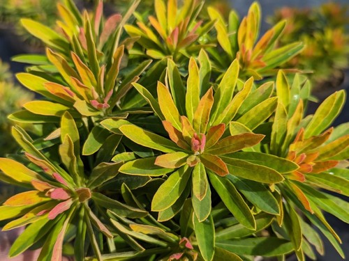 Euphorbia walberton little - euphorbia,