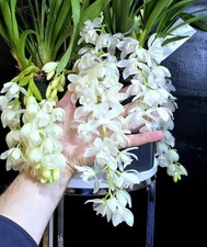 Cymbidium Ice Cascade. 2