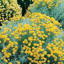 Santolina chamaecyparissus / Cotton Lavender / Hardy Evergreen / 50 Seeds