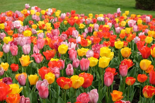 Mixed tulip bulbs - tulip,