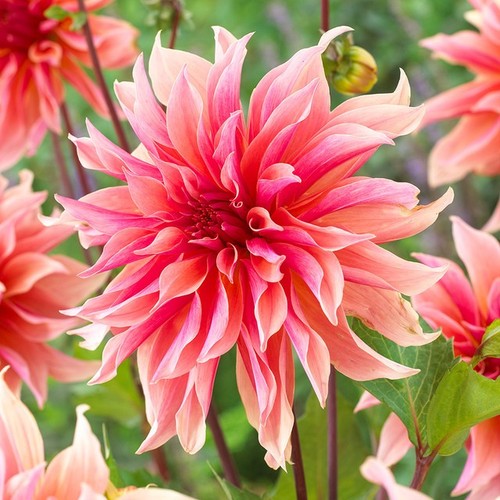 Labyrinth dinnerplate dahlia - labyrinth,