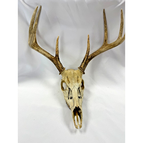 Whitetail deer skull mount - whitetail,
