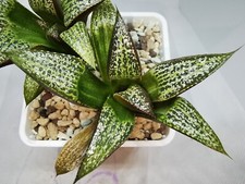 Haworthia Splendens Bob's Red