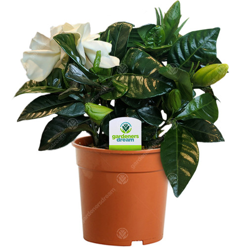 Gardenia jasminoides 1 plant - gardenia,