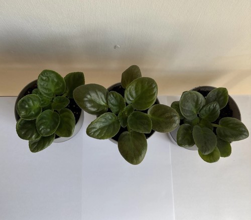 African violet saintpaulia - african,