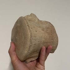 HUGE WHALE VERTEBRAE FOSSIL