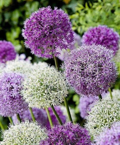 Pretty imported allium - pretty,