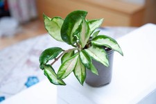 Hoya Carnosa Tricolor Rooted