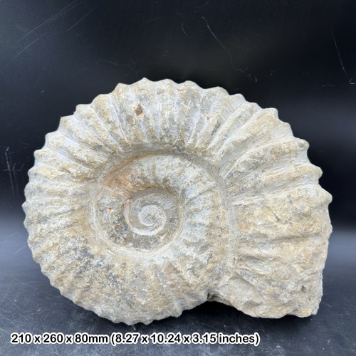 Large fossilised mantelliceras - large,