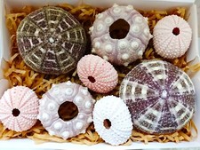Real Sea Urchins 8 Urchins Sputnik Small Pink Tartan Gift Pack