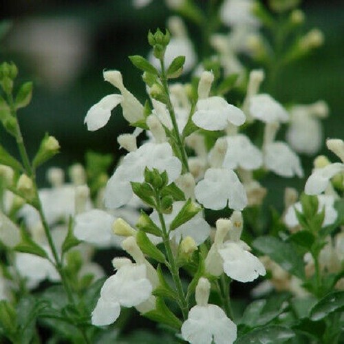 Salvia glacier plug - 3x, plants