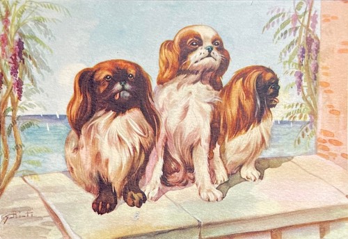 Dogs pekingese and king - pekingese,