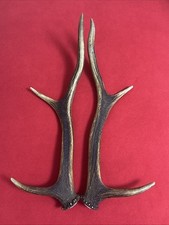 PAIR OF RED DEER ANTLERS 493g.   aprox. 43/44cm.