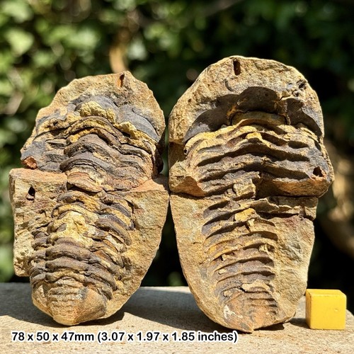 Diacalymene trilobite fossil - diacalymene,