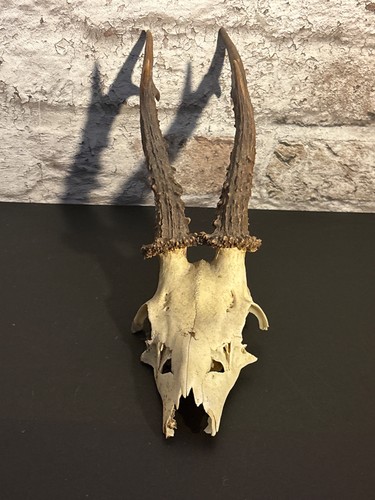 Roe deer skull with antlers - deer,