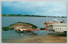 Postcard Large Trout on Boat