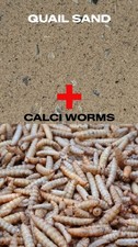 Quail Sand with Oyster and