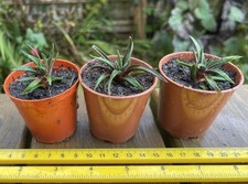 Haworthia fasciata rooted