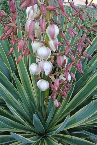 Yucca gloriosa variegata - gloriosa,