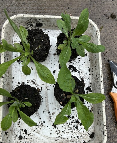 Outdoor raised bare root - 4, x