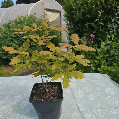 Sessile oak tree ready - oak, to