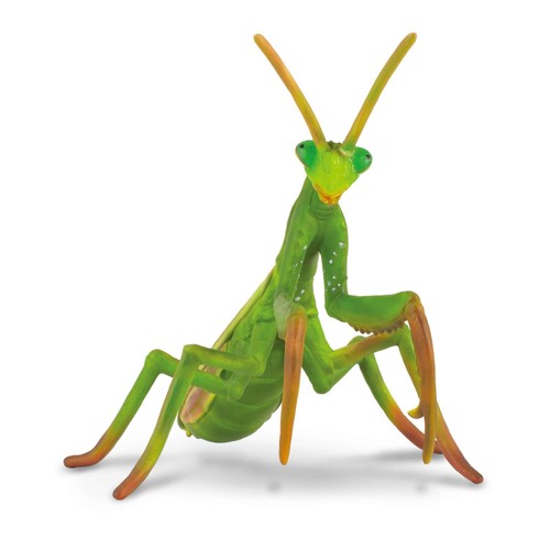 Collecta praying mantis - praying,