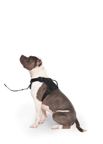 Canada pooch complete - canada, control
