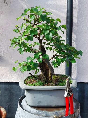 Downy birch - birch, (betula