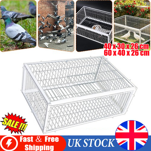 Pigeon trap cage - cage, way