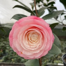 Camellia Desire 2 Litre Pink /