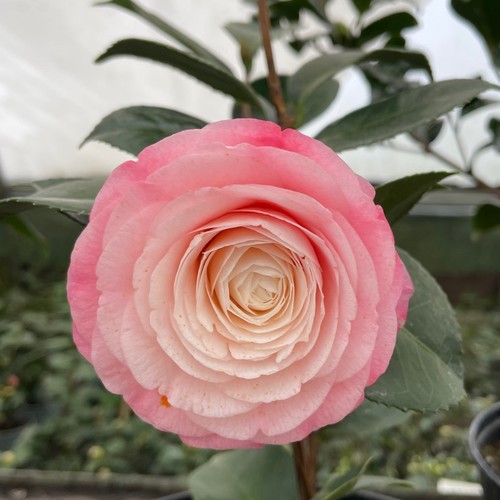 Camellia desire litre pink - litre, /