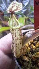 Nepenthes Rafflesiana (JB x