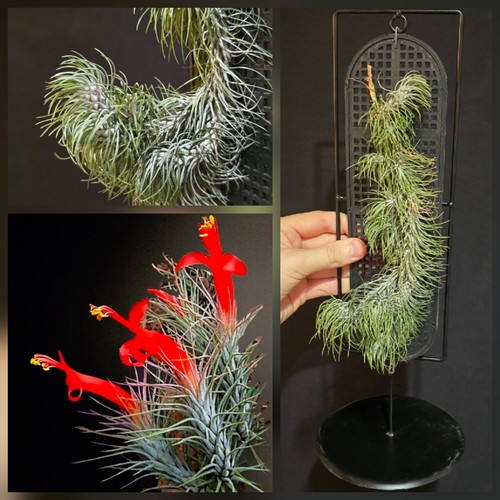 Tillandsia funckiana air - xl, funckiana.