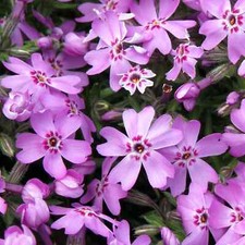 3 Phlox 'Morheimii Perennial Alpine Rockery Garden drought tolerant carpet Plant